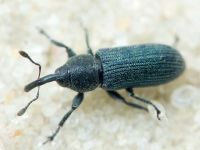 Mecinus janthinus