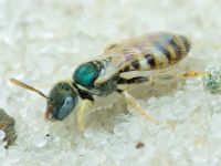 Ceylalictus variegatus