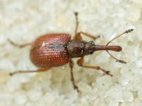 Rhynchitinae