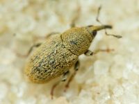 Sibinia (Sibinia) unicolor