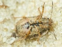 Sciocoris macrocephalus