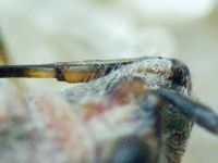 Ortholomus punctipennis