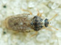 Piesma maculatum