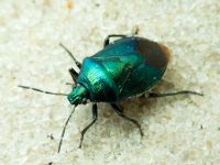 Zicrona caerulea