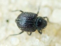 Georissus crenulatus