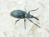 Apioninae