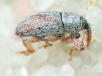 Curculionidae
