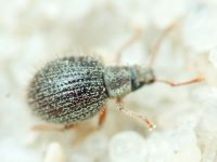 Brachysomus (Brachysomus) echinatus