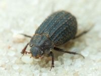 Trogidae