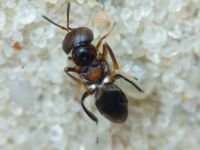 Hymenoptera