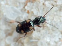 Carabidae
