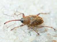 Curculio (Curculio) glandium