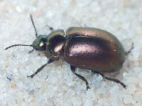 Chrysolina hyperici