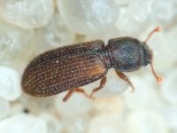 Synchita humeralis