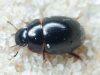 Coleoptera