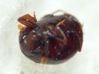 Abraeus