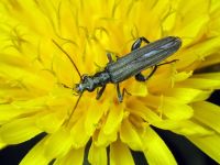 Oedemera virescens
