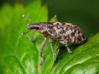 Cyphocleonus dealbatus