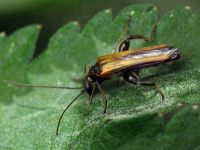 Oedemera femorata