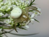 Misumena vatia