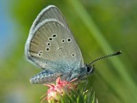 Cyaniris semiargus