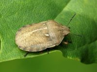 Eurygaster