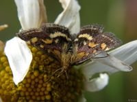 Pyrausta purpuralis