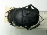 Gymnopleurus mopsus