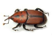 Rhynchophorus ferrugineus