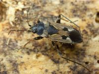 Rhyparochromus vulgaris