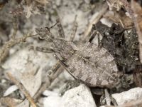 Coranus contrarius