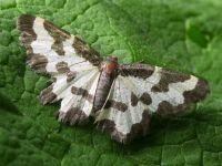 Lomaspilis marginata