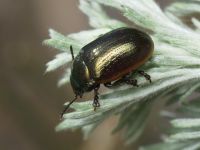 Chrysolina marginata