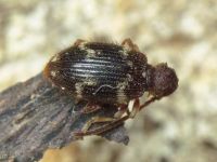 Ptinus rufipes