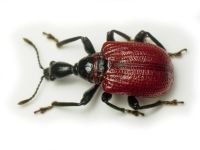 Apoderus coryli