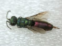 Chrysis gracillima