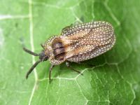 Dictyonota strichnocera
