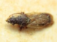 Metopoplax origani