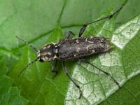 Xylotrechus rusticus