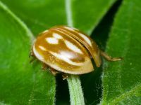 Myzia oblongoguttata