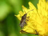 Stictopleurus punctatonervosus