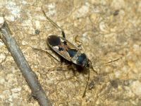 Rhyparochromus vulgaris