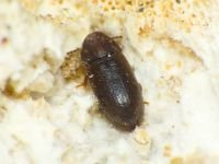 Cis rugulosus