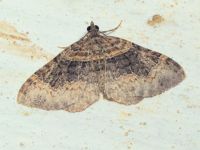 Xanthorhoe ferrugata