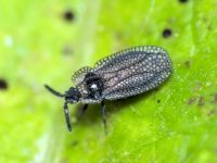 Kalama tricornis