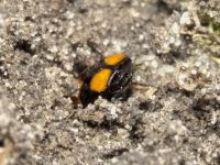 Lebia cruxminor