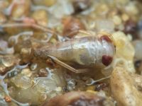 Corixidae