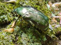 Protaetia marmorata