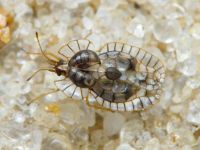 Galeatus affinis