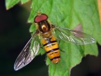 Episyrphus balteatus